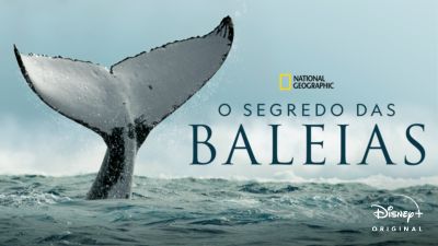 Os Segredo das Baleias